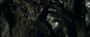 The Head Ent Treebeard